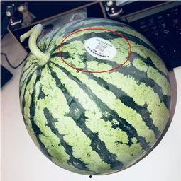 网红经典吃瓜,一场视觉与味蕾的双重盛宴